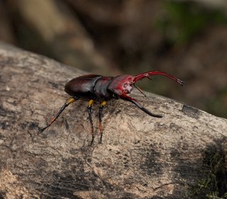 Stag Beetle Study